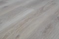 Dąb Sahara 1.jpg